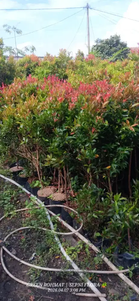 Pucuk merah tinggi 1 meter