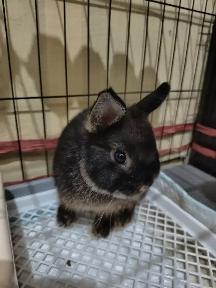 Kelinci Netherland Dwarf