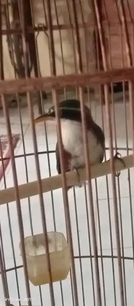 cak kopi jantan bunyi