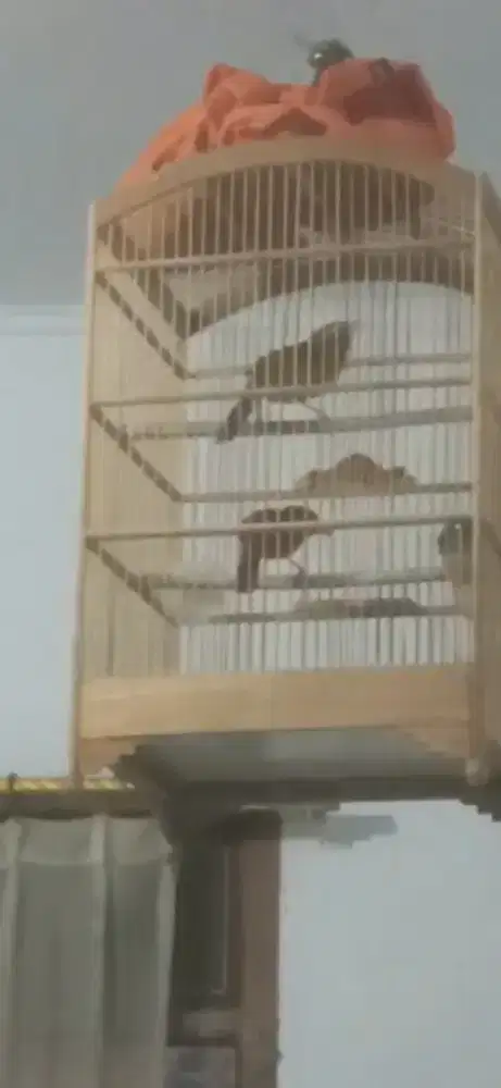 Wambi sepasang gacor udh kawin di kandang kotak