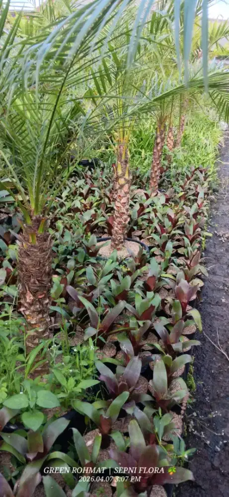 Tanaman Palem Phoenix