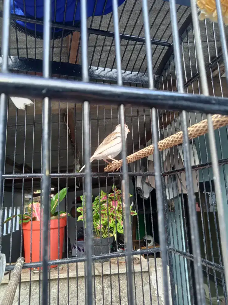 Kenari bahan riwikan jantan