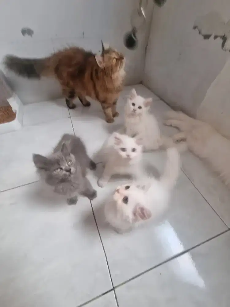 Lepas adopt Kitten persia