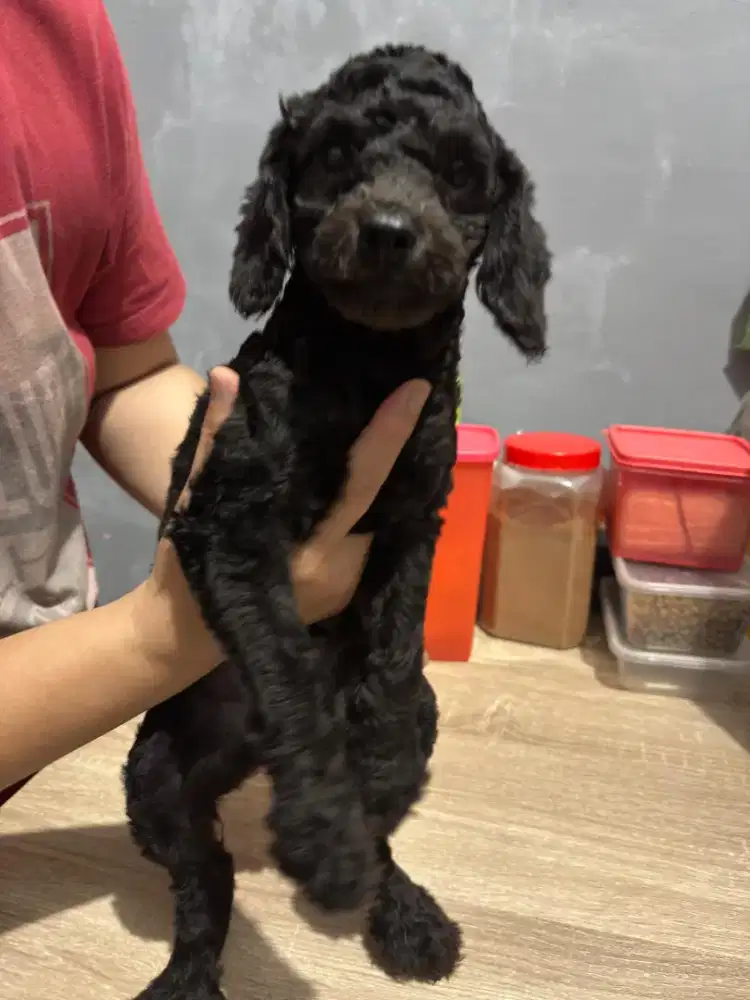Poodle anakan 3 ekor