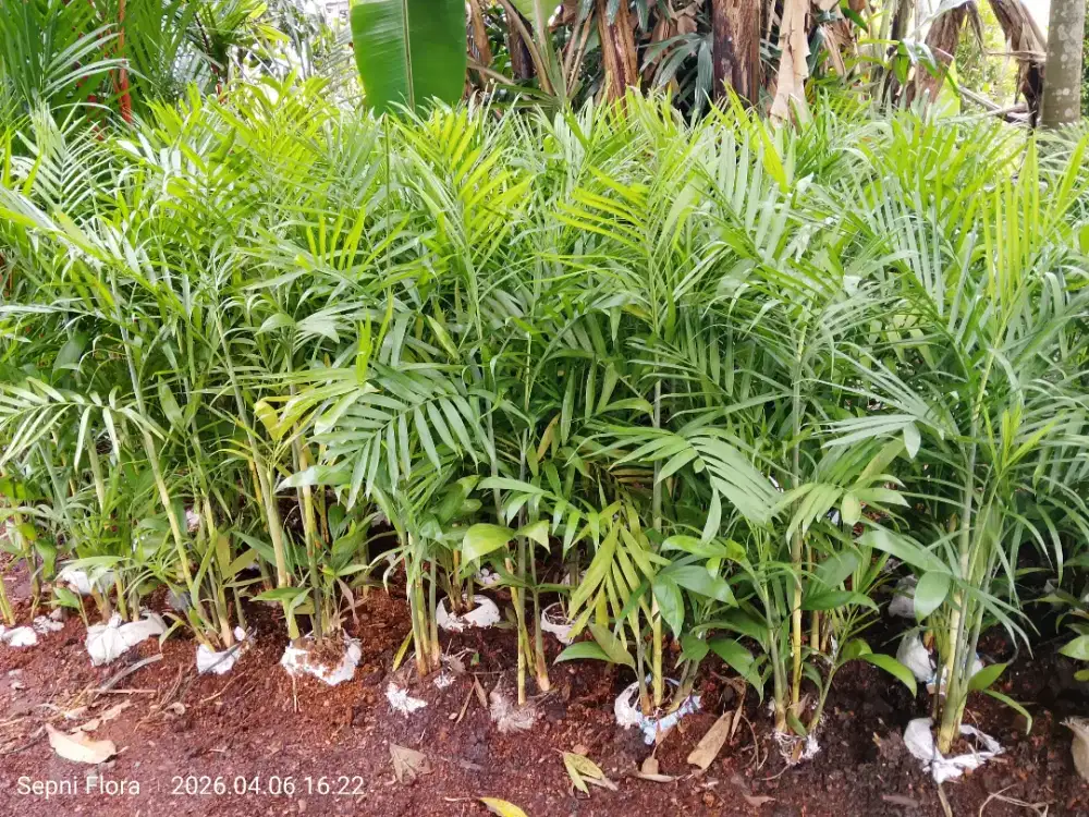 Jual Tanaman Komodoria