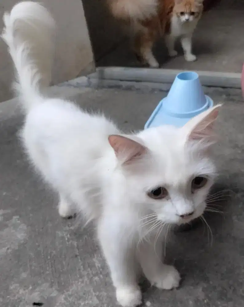 Lepas adopsi indukan Persia proven 1 kali