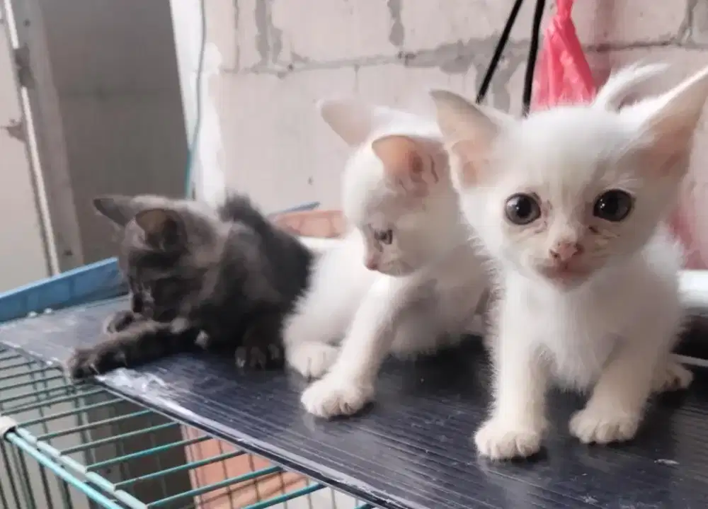 Lepas Kitten Persia mix dome