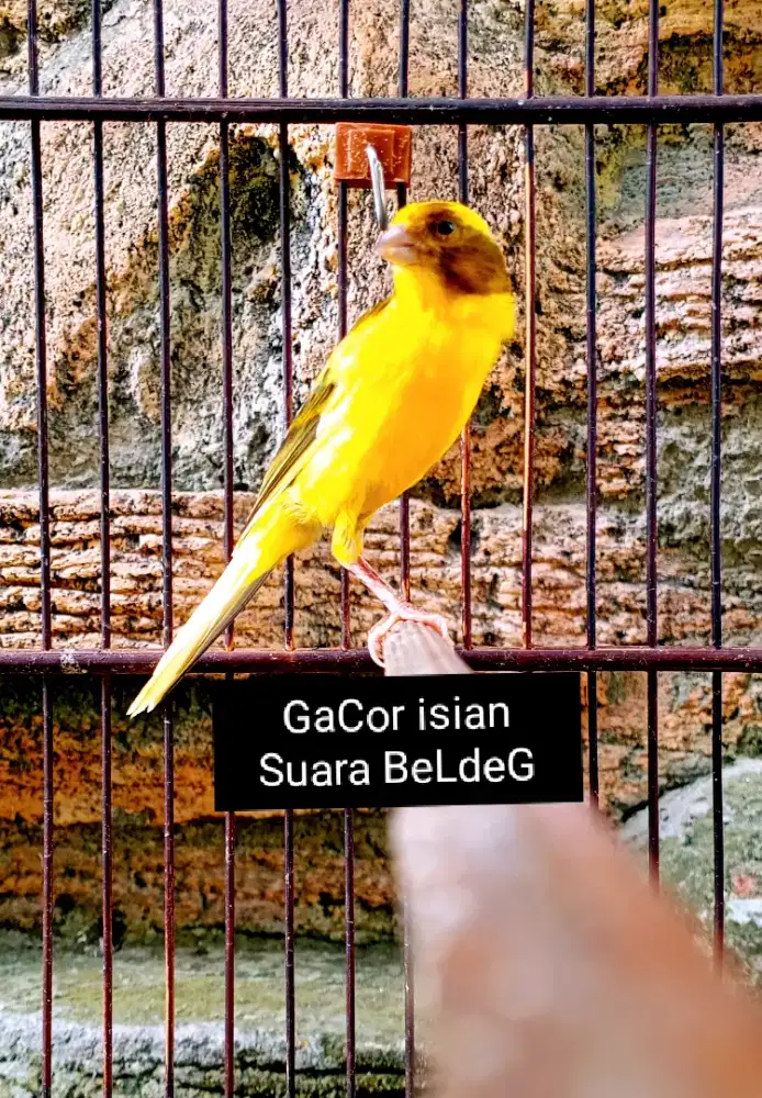 Kenari F1Lq (Larquedz) Gacor isian suara BeldeG