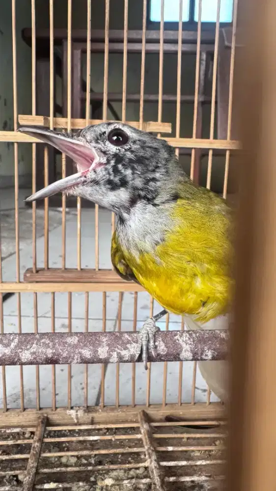 Burung samyong jantan trotol