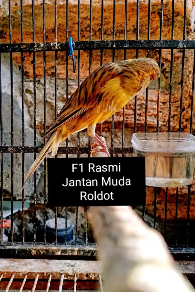 Kenari F1Rasmi Jantan Muda Roldot