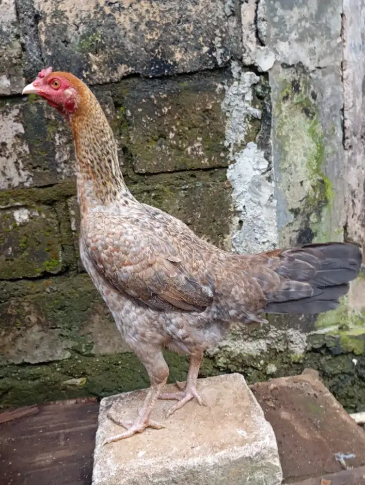 Ayam kampung asli betina biang super jumbo