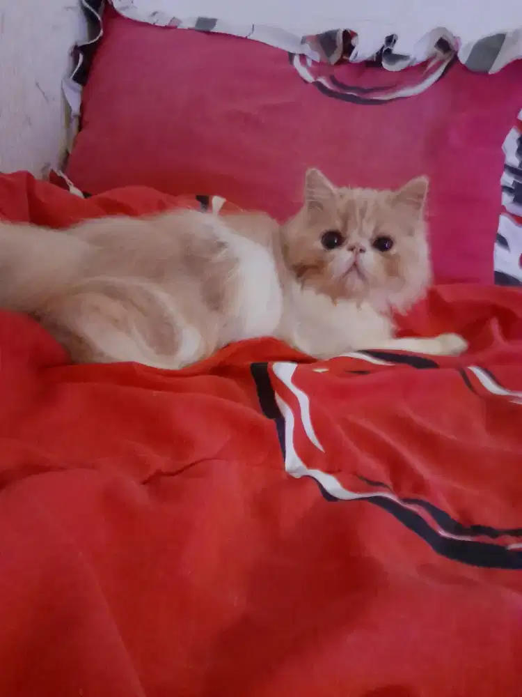 Kitten jantan persia peaknose longhair