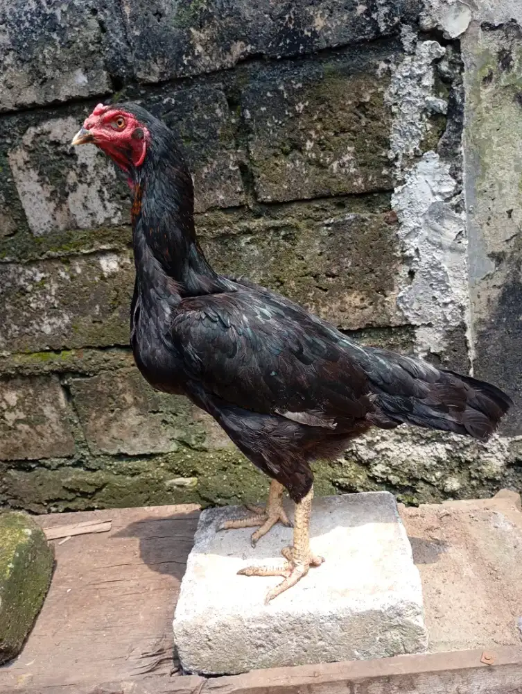 Ayam bangkok betina biang birkok