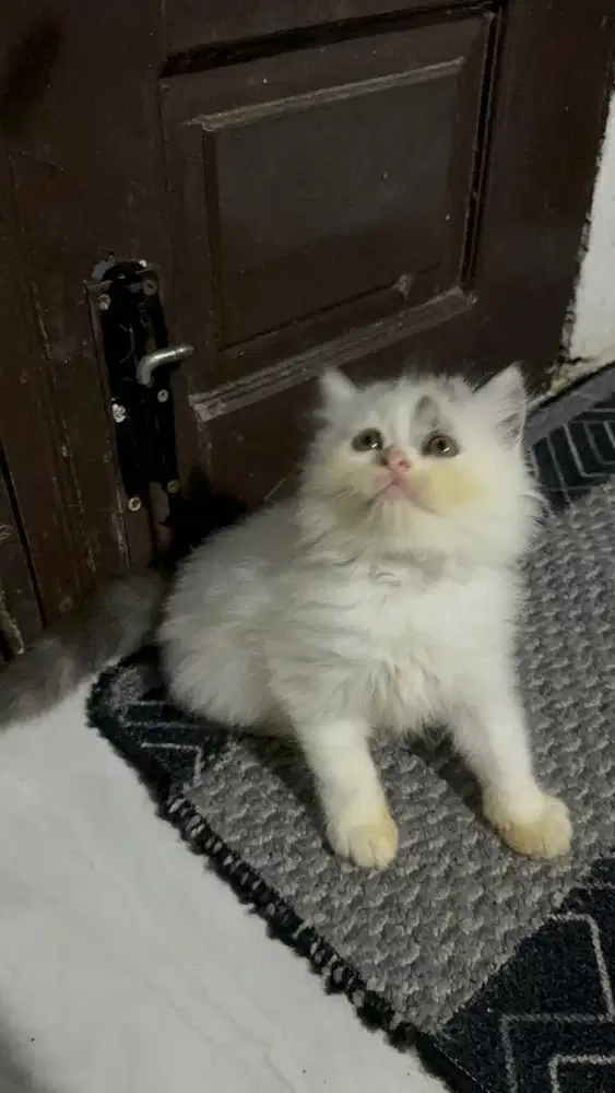 Persia flatnose kiten bulu super rimbun