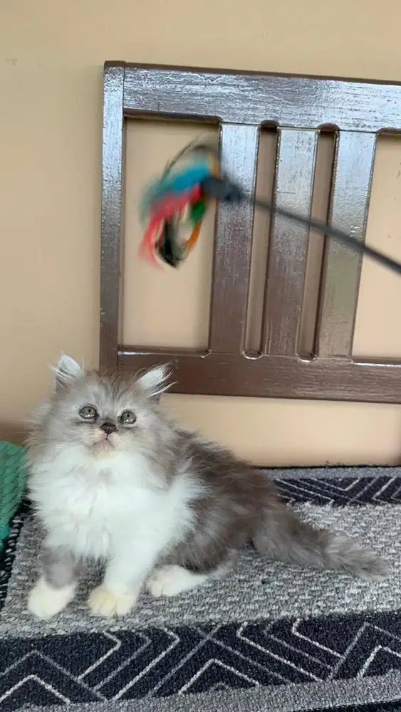 Persia longhair abuputih super jos