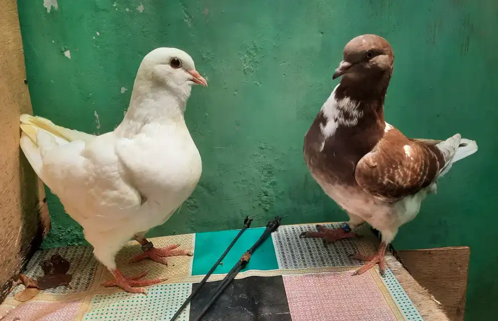 Merpati Showking Piyik