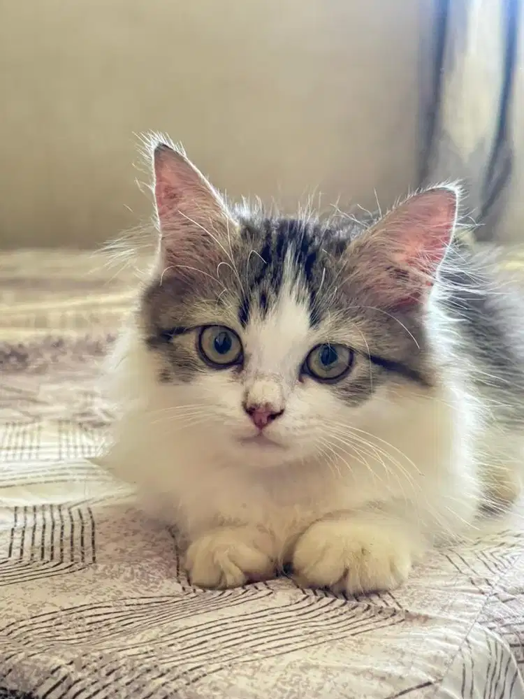 Mix persia & mainecoone