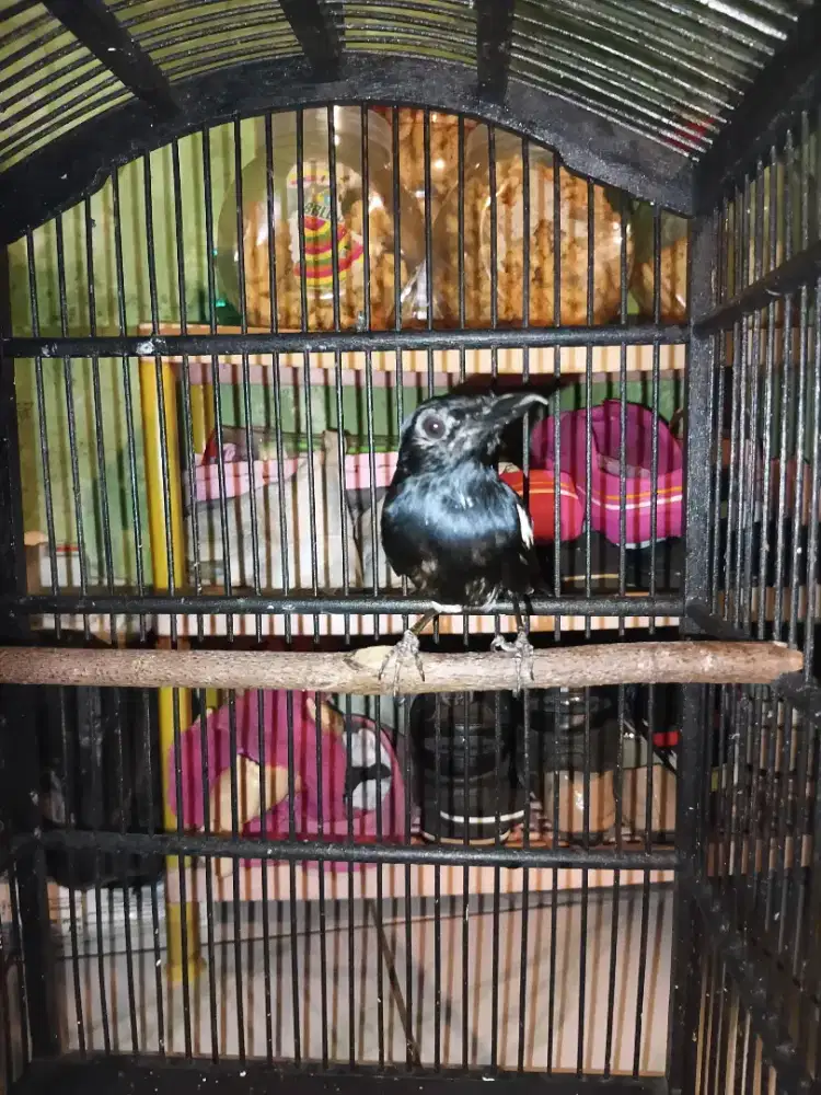 Kacer jabar jawa barat