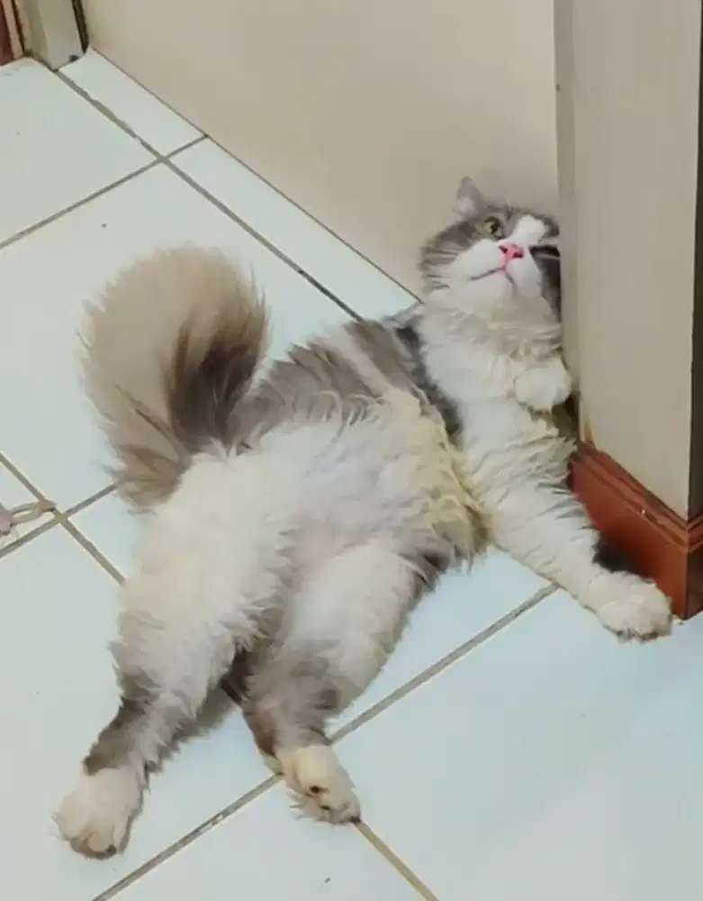 Kucing mainecoon x norwegian