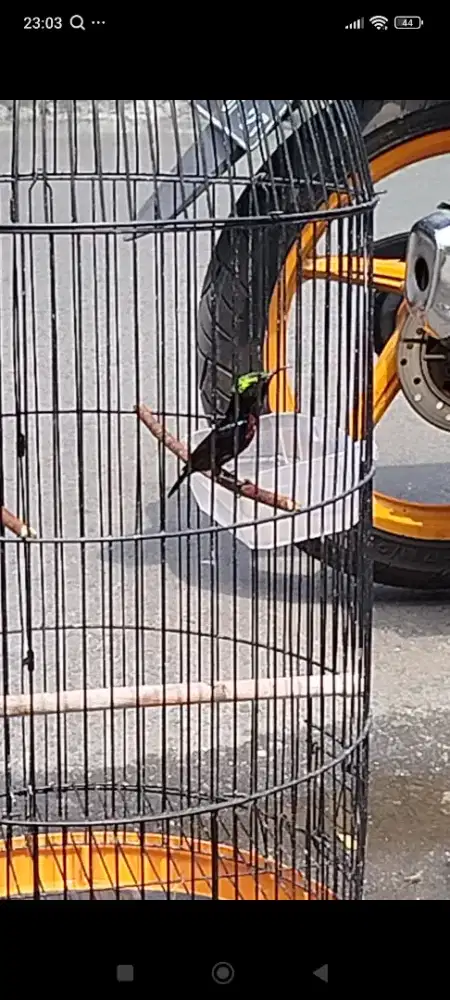 Jual burung Kolibri ninja gacor