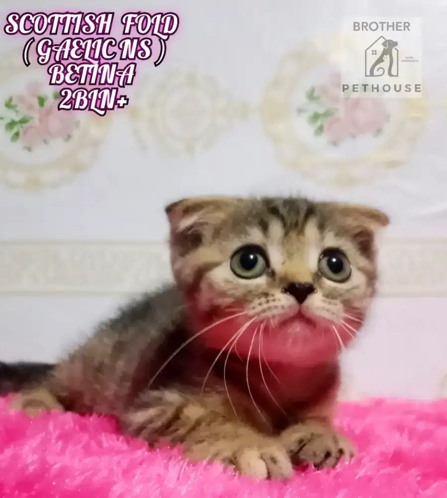 SCOTTISH  FOLD 
( GAELIC NS )