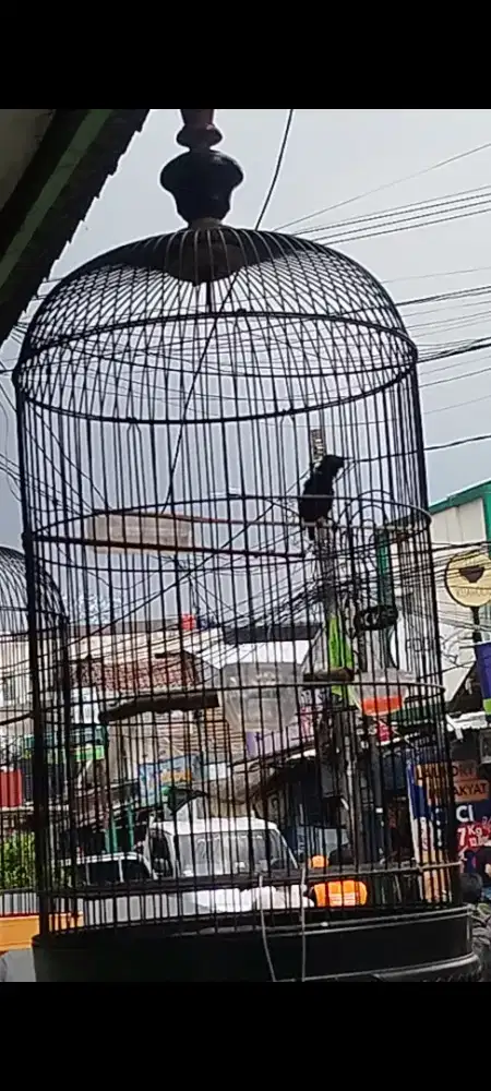 Jual burung Kolibri ninja gacor