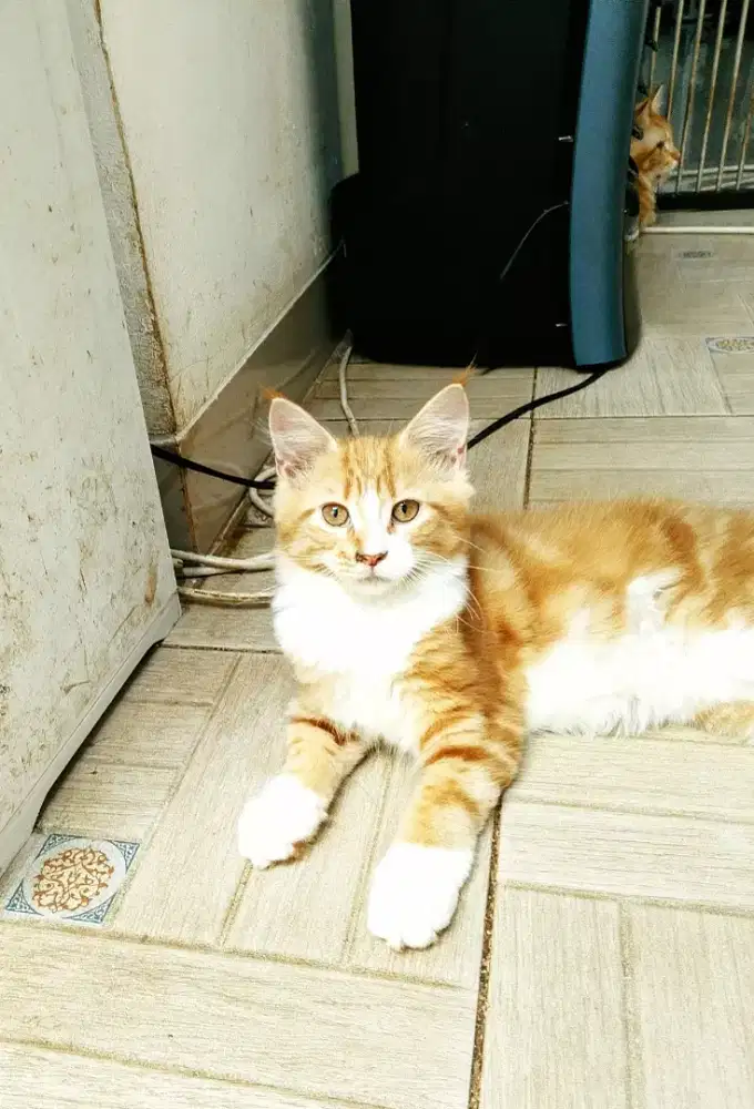 MaineCoon Betina Kitten Pure bukan mix.