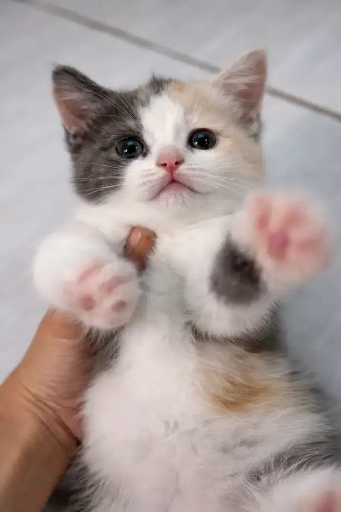 British shorthair / bsh dilute calico