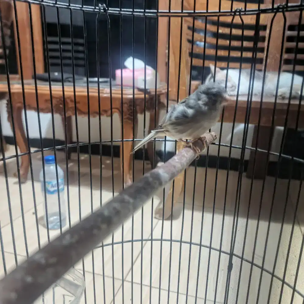 Kenari lokal Starblue Gacor FS