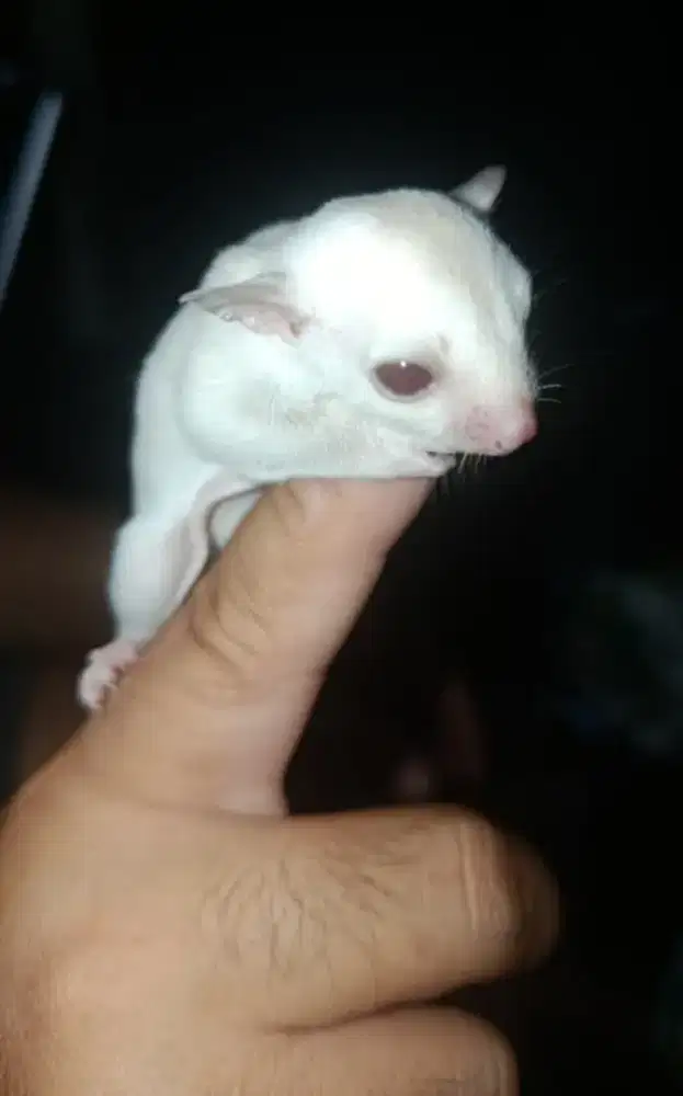 Sugar Glider Creamino Baby