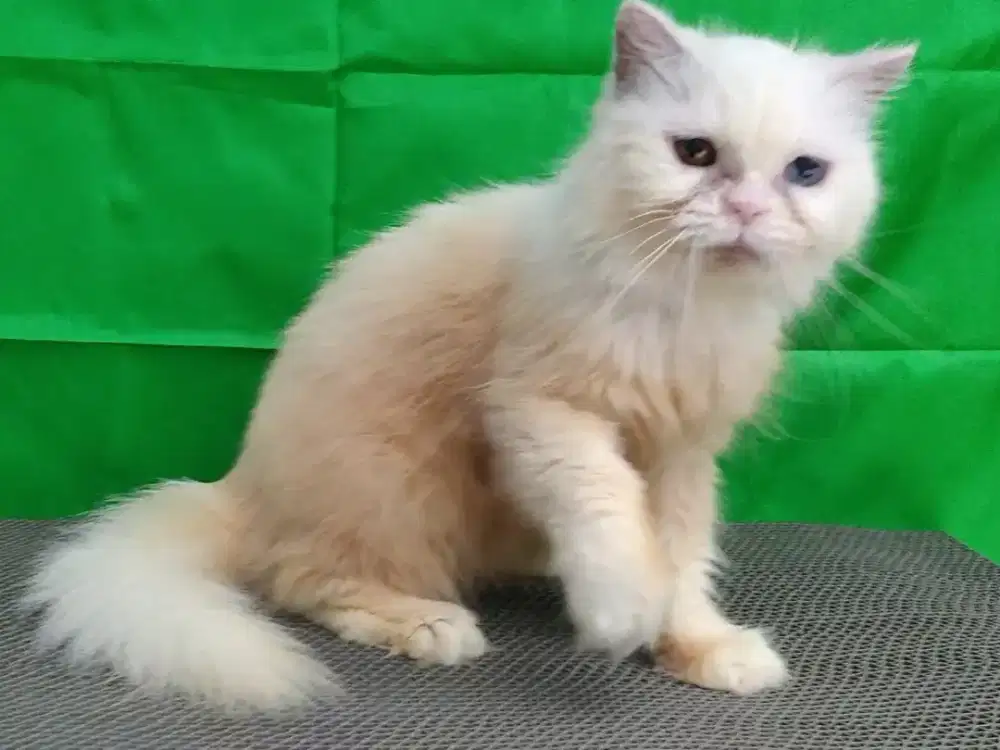 Kucing Persia flatnose odd eyes betina