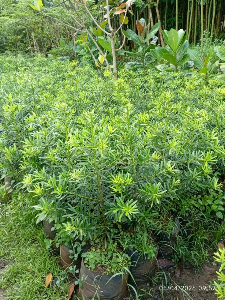 Jual tanaman harga proyek