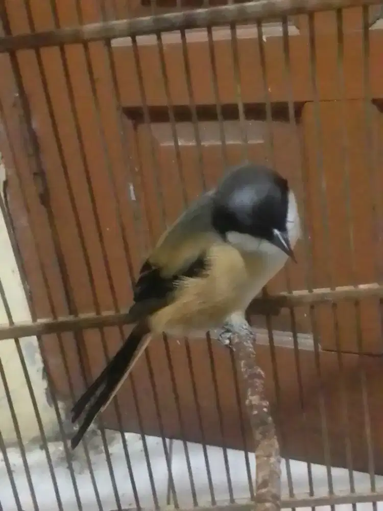 PENTET DADA PUTIH GI DOKOR NO MIYIK NO SALTO 500 AJ FULSET NO KRODONG