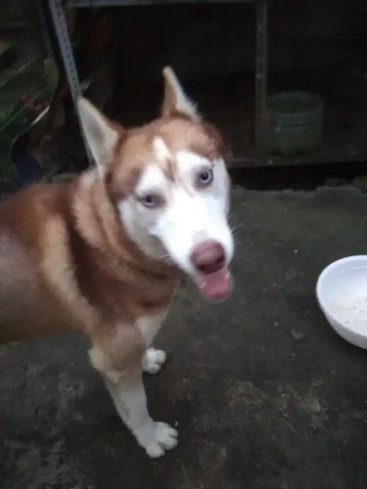 Di Jual Aning Husky