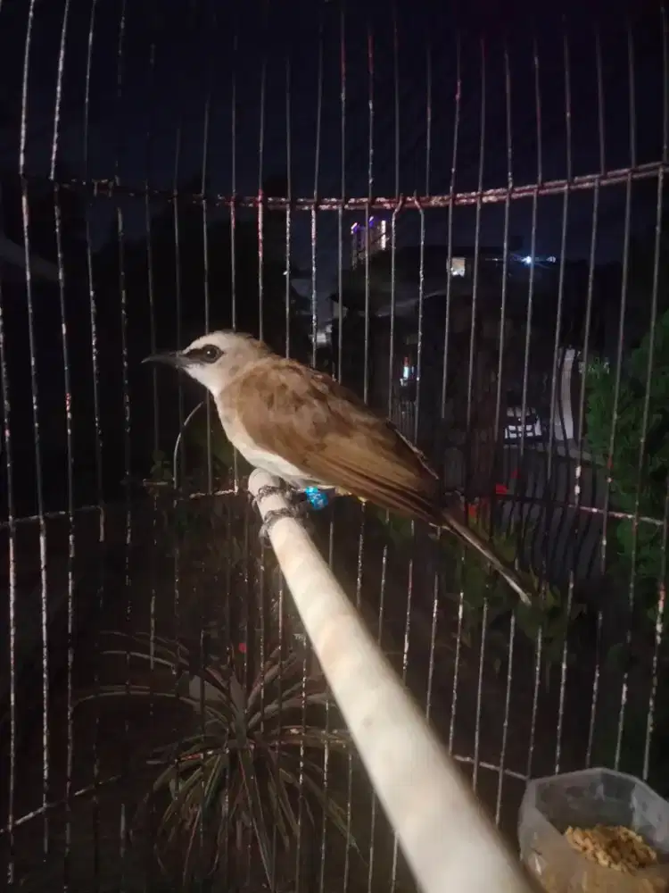 Trucuk Volume Kenceng Ngebas Suara Isian