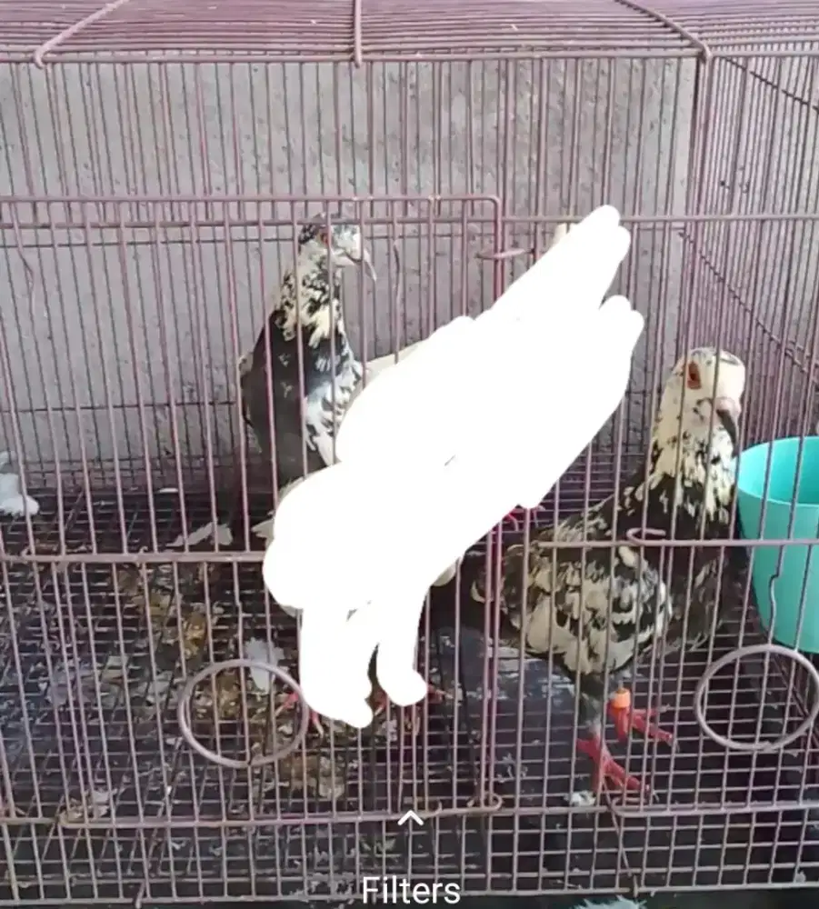 Burung Merpati dara muda