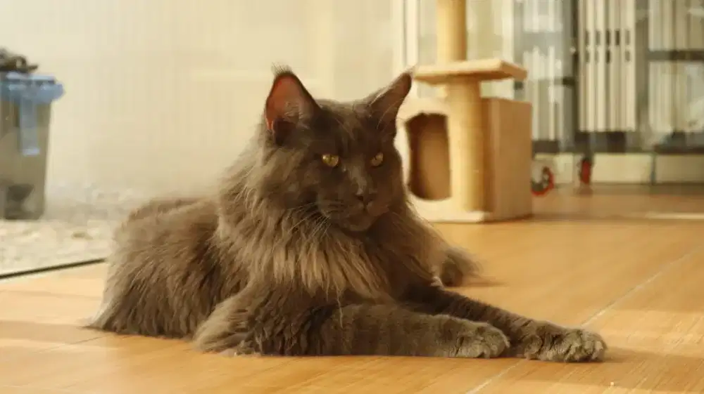 Mainecoon Jantan Blue Smoke