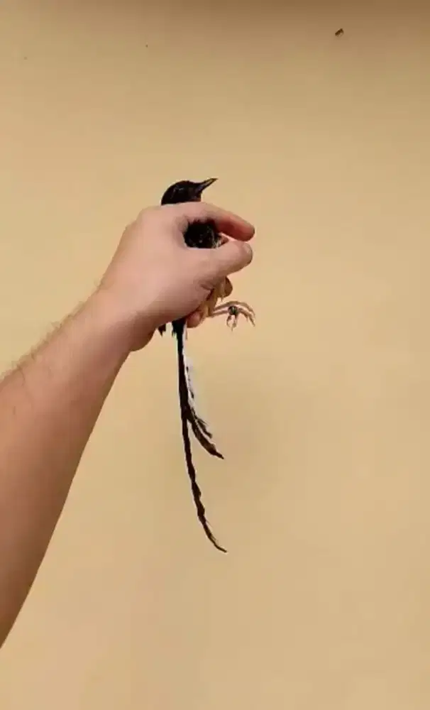 Murai batu trotol jantan trah ekor panjang 46x21cm dds line