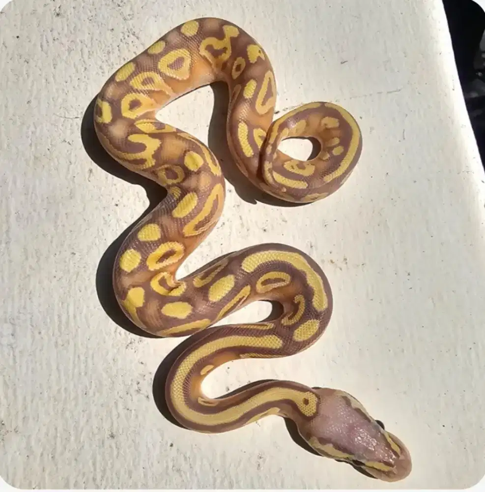 ballpython banana mojave/phantom poss granite poss het hypo
