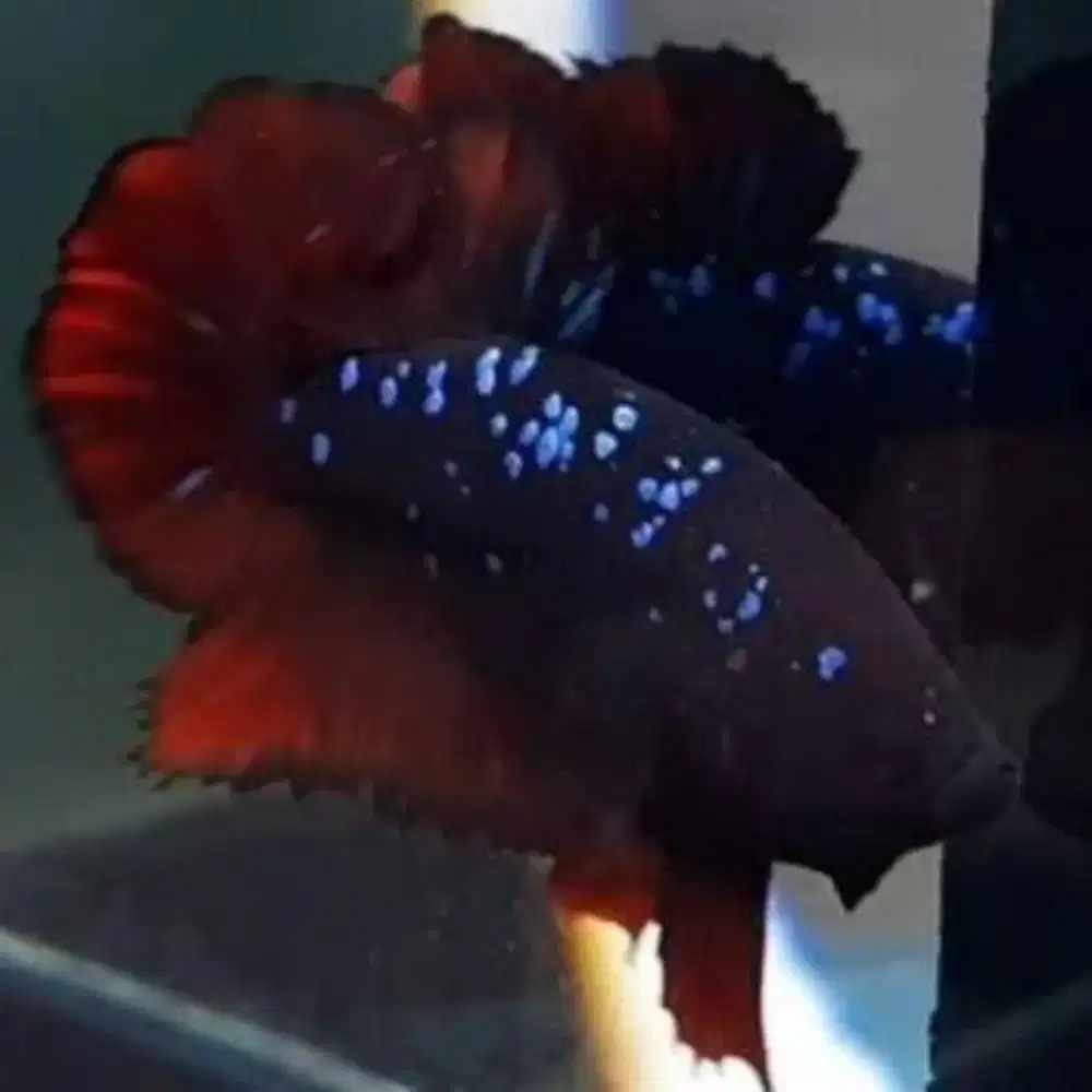 Cupang avatar hiasan