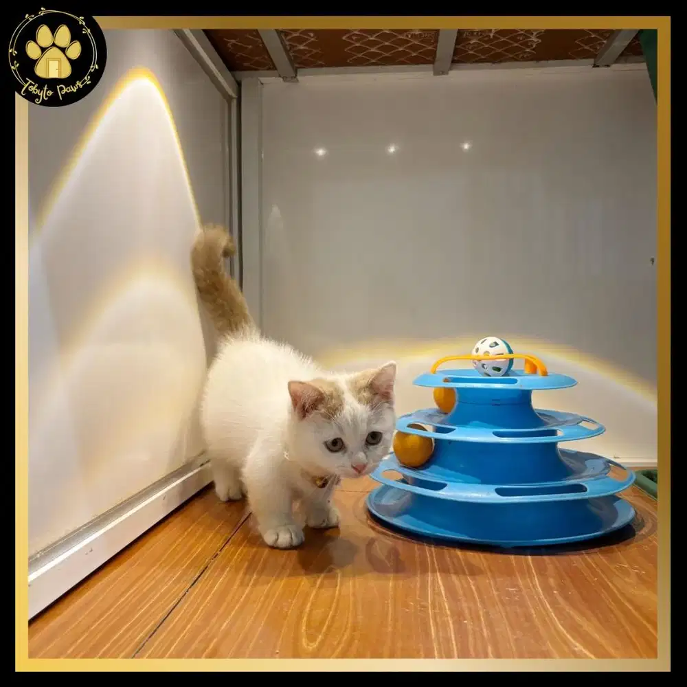 OPEN BOOKING KUCING KITTEN MUNCHKIN SHORTHAIR BETINA WARNA UNIK