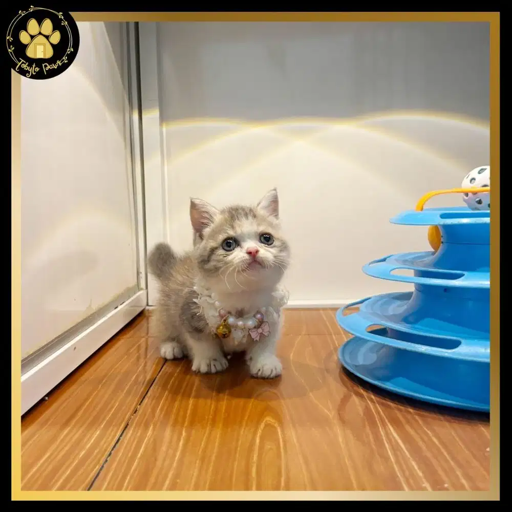 OPEN BOOKING MUNCHKIN SHORTHAIR BETINA CALICO