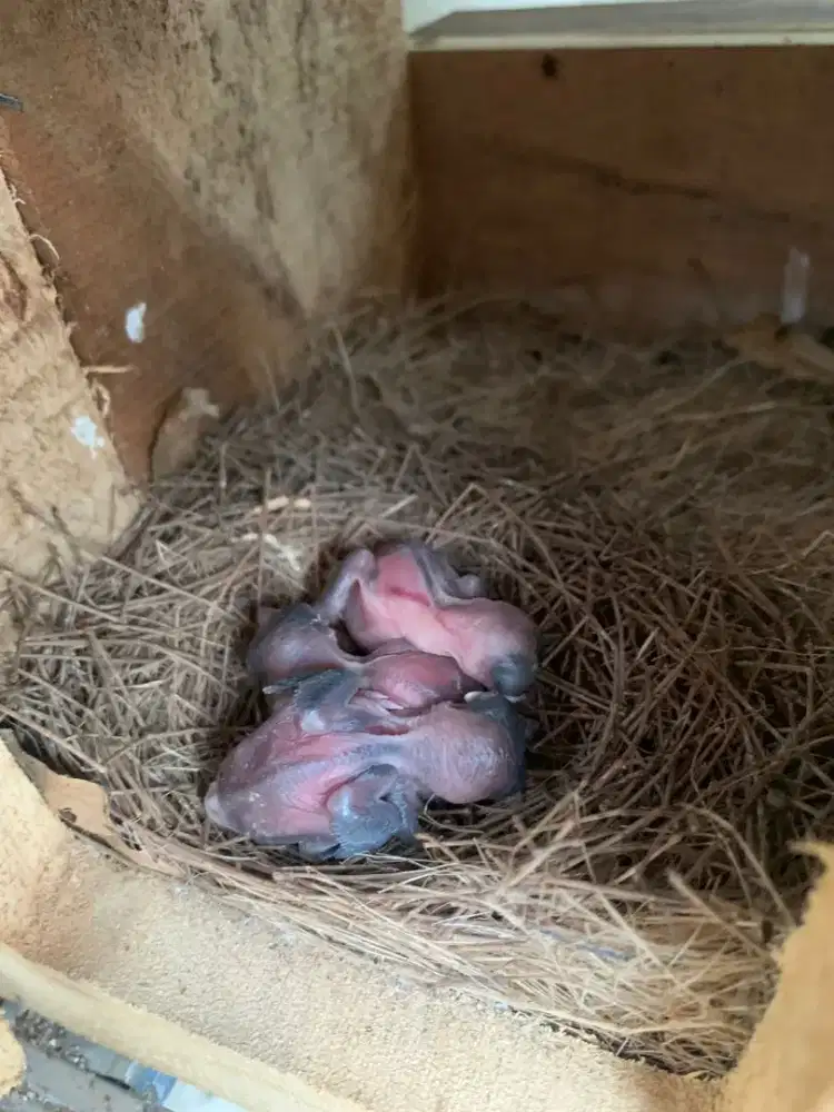 Murai Batu Medan Ternakan