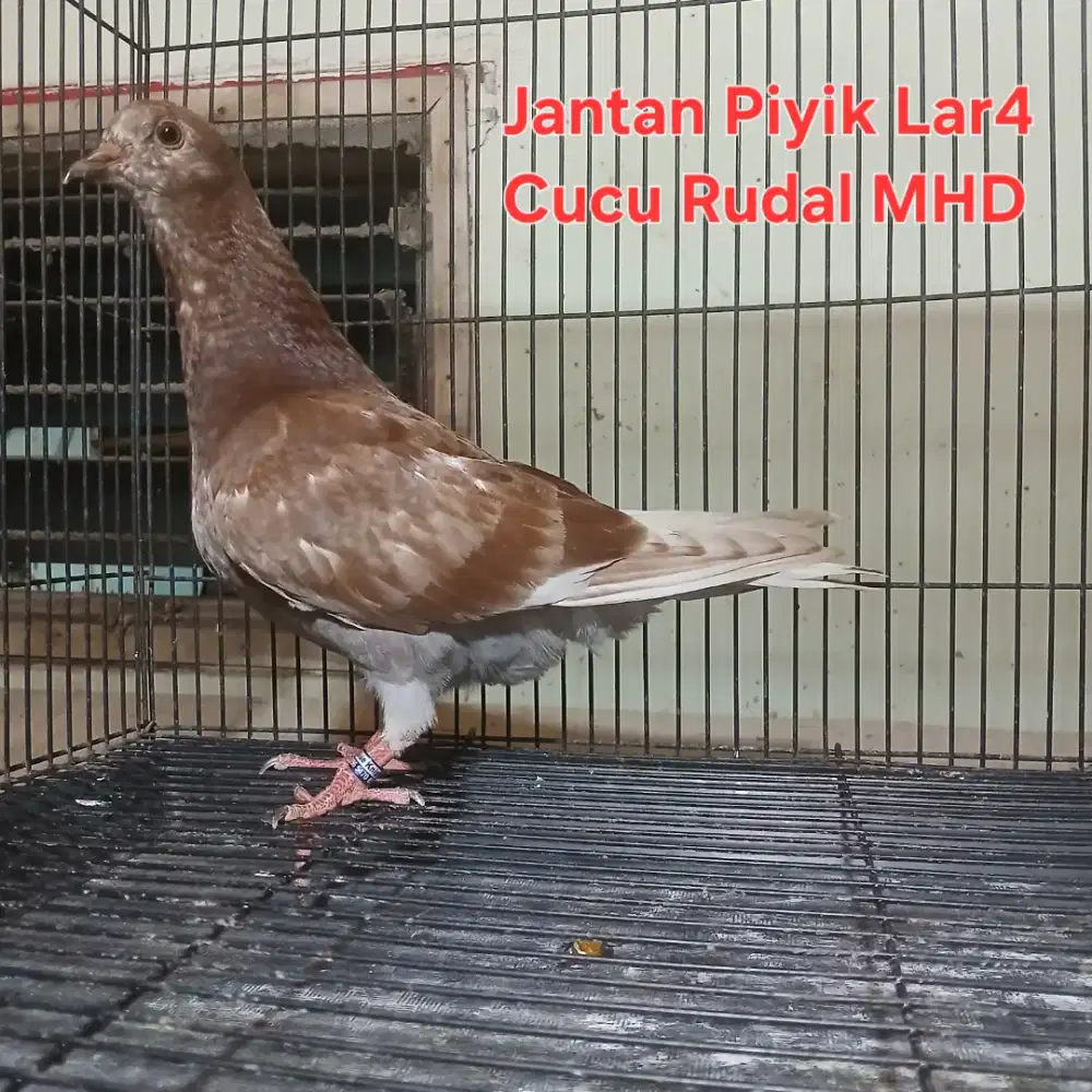 Burung Merpati Dara Trah