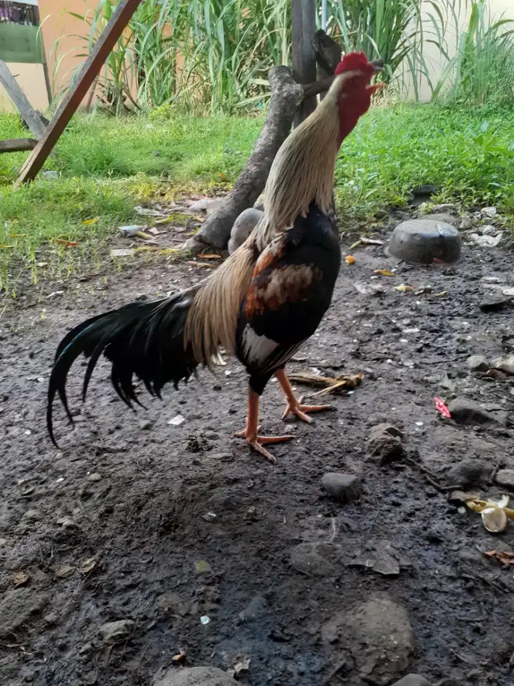 Ayam bangkok  mangon