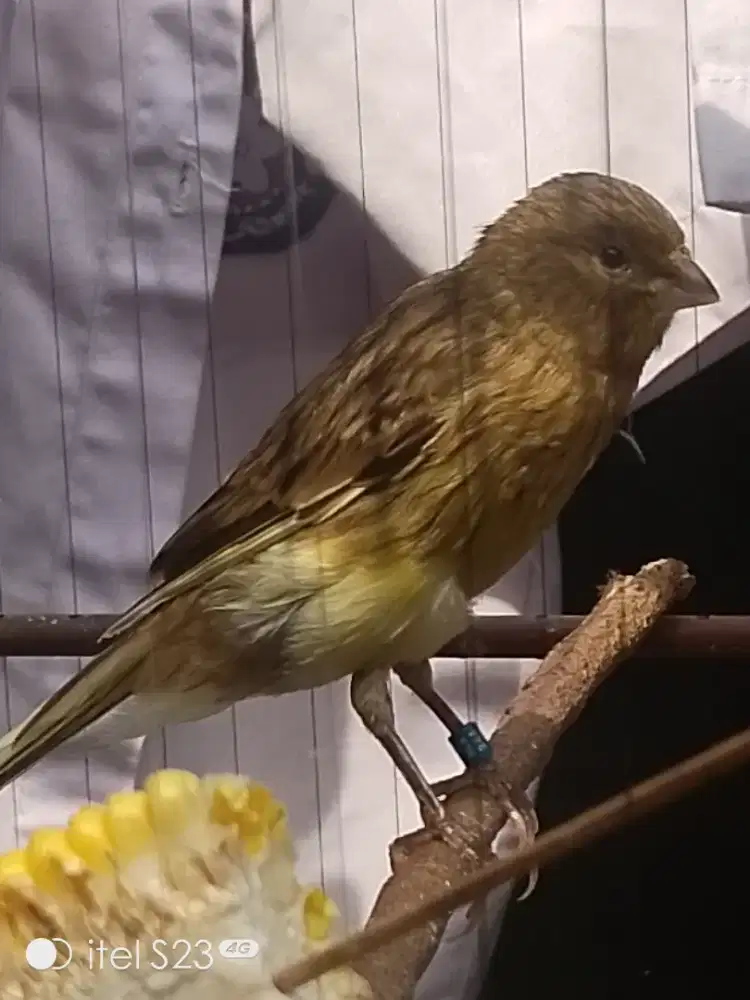 Paud F1 Ys big Jantan