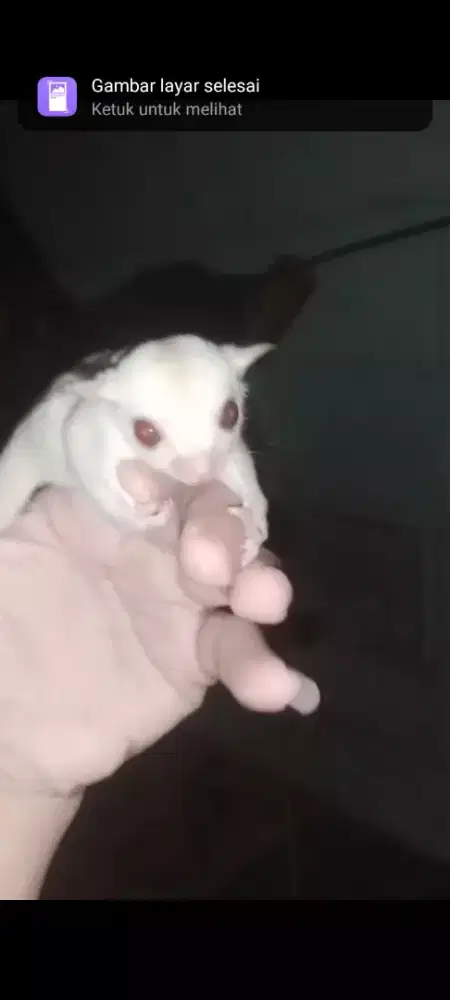 Sugar Glider Creamino