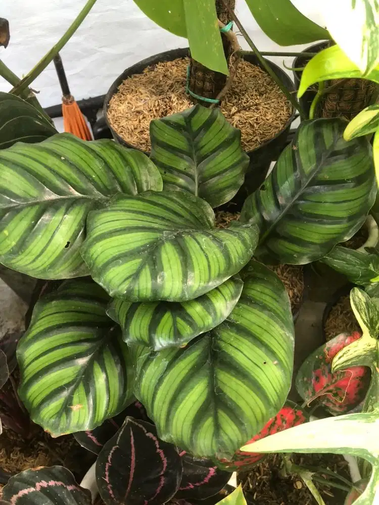 Tanaman Hias Bahan Taman, Pot Terazo n Paras, Media Tanam, Batu Taman