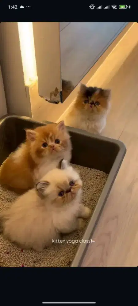 Kucing kitten persia longhair