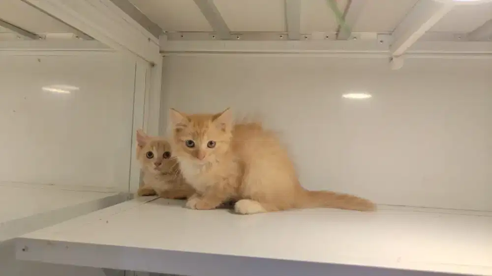 Kucing kitten ras persia